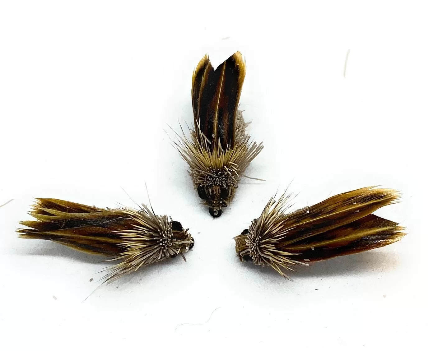 Cicada Dark Brown Dry Fly dry terrestrial hook 8 10 12 fly fishing